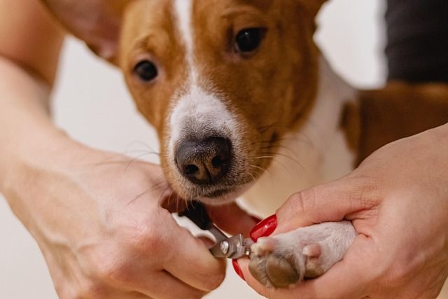Care lead specializing in calm dog grooming routines