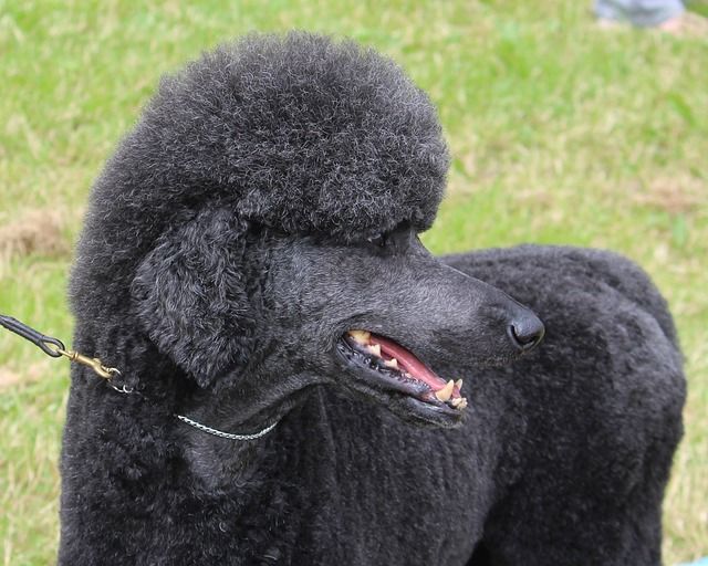 Dog grooming portfolio sample with tidy coat finish